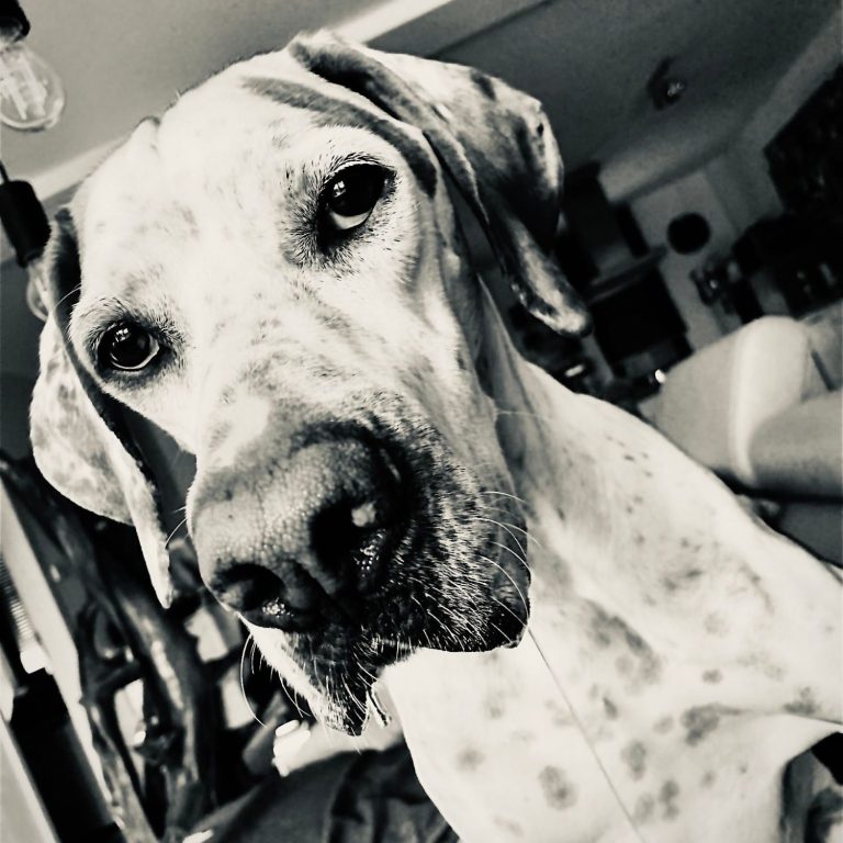 Nahaufnahme eines Hundes mit auffälligen Flecken und einem neugierigen Blick.